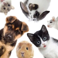 Cleaning cloth for glasses – Mixed Pets